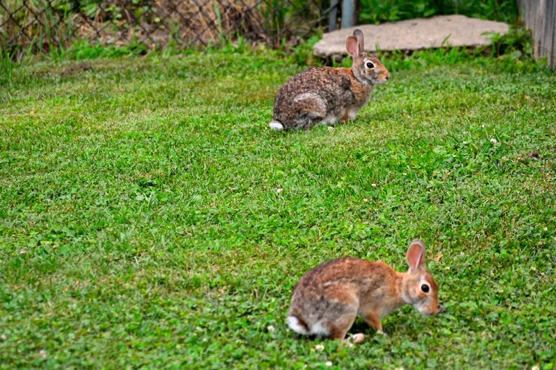 Two Rabbits in Grass — Green, Calm, Afternoon, Photograph, Fence