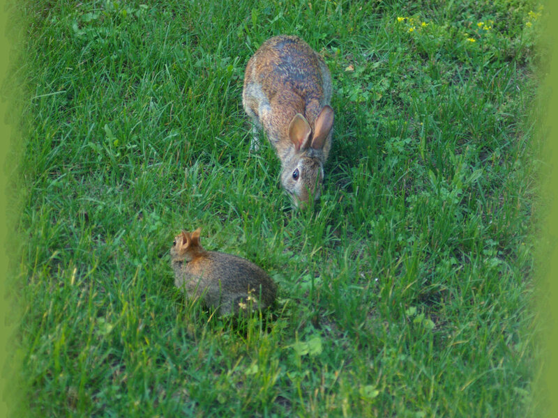 Two Rabbits in Grass — Green, Calm, Afternoon