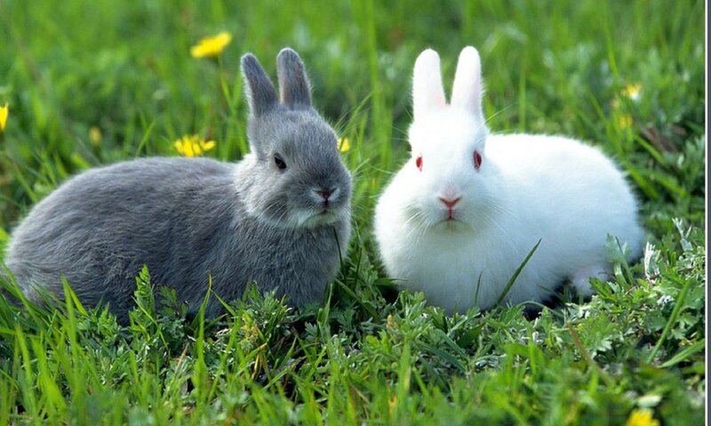 Two Rabbits in Grass — Green, Calm, Spring, Photograph