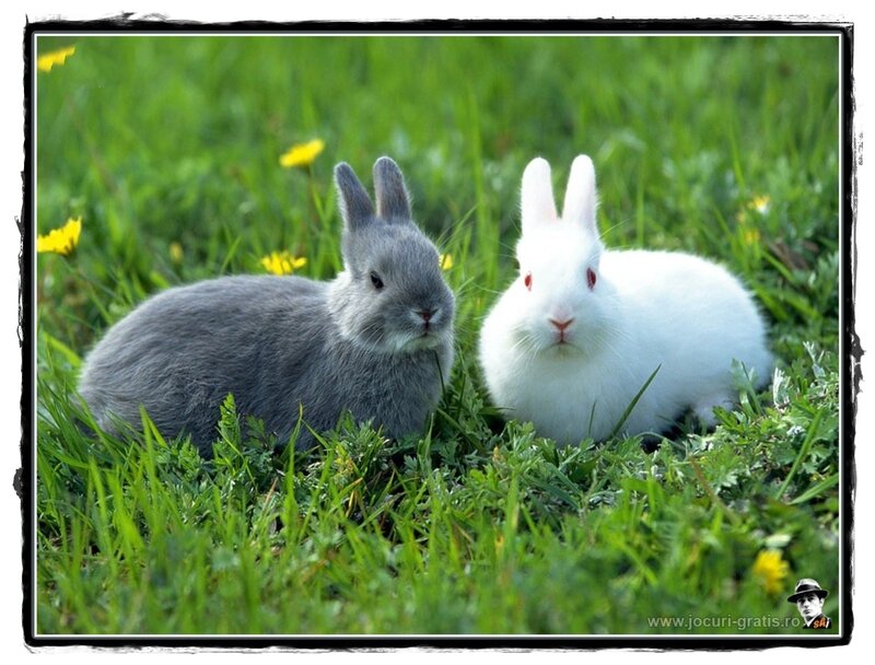 Two Rabbits in Grass — Green, Calm, Spring
