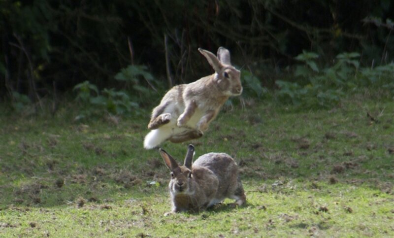 Two Rabbits in Grass — Green, Natural