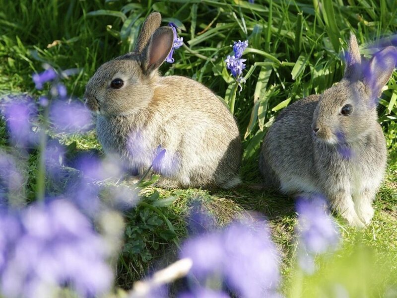 Two Rabbits in Grass — Green, Serene
