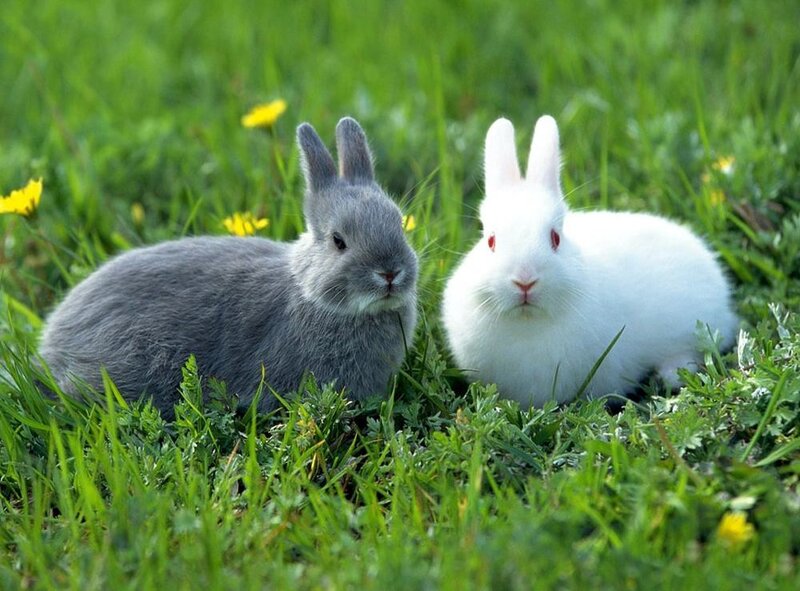 Two Rabbits in Grass — Green
