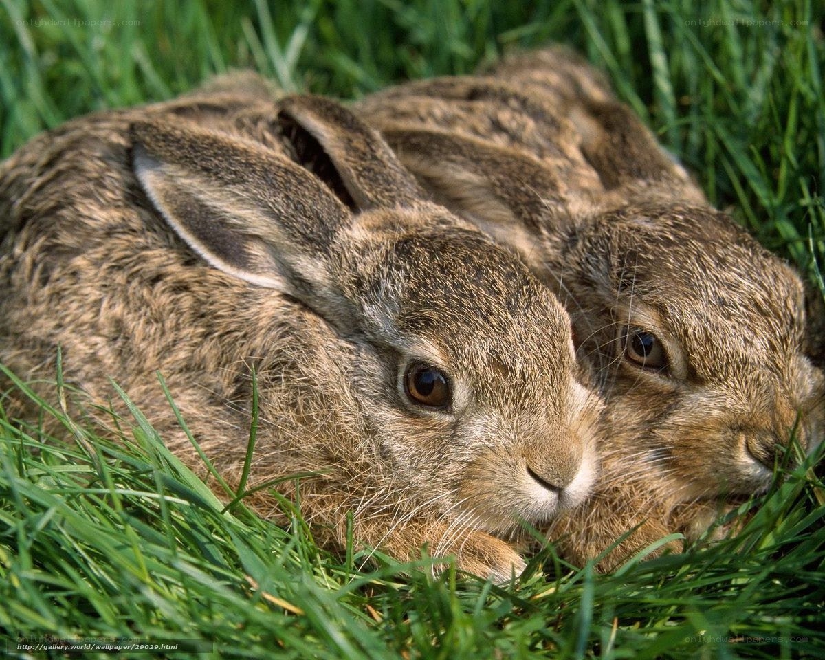 Two rabbits in grass