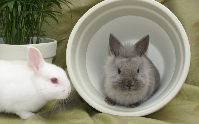 Two Rabbits in Pots