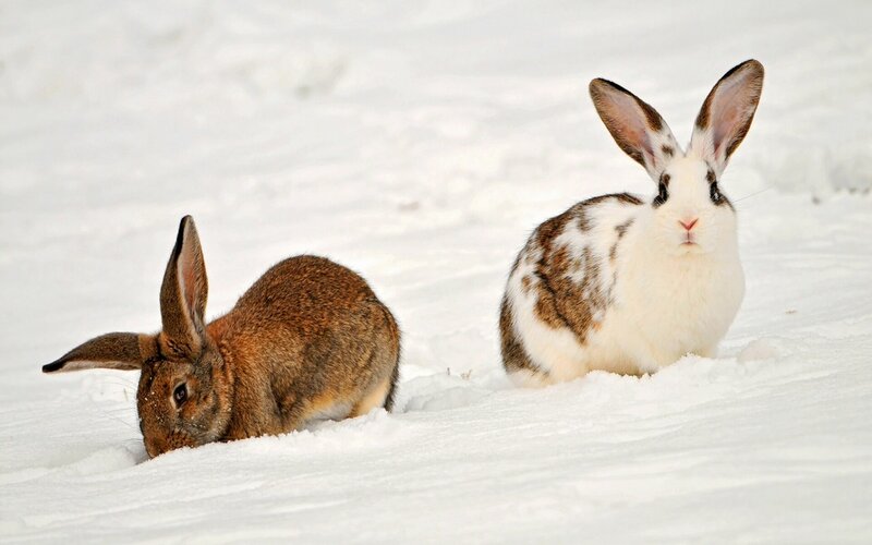 Two Rabbits in Snow