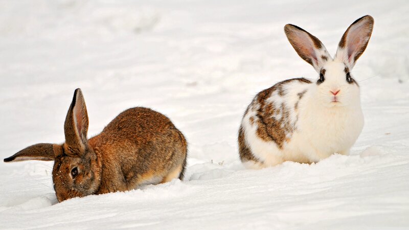 Two Rabbits in Snow — White, Calm, Winter, Photograph