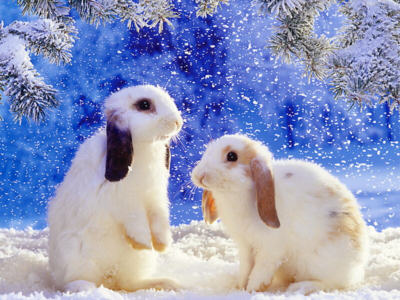 Two Rabbits in Snow — White, Serene, Winter, Photograph