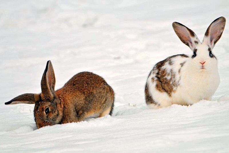 Two Rabbits in Snow — White