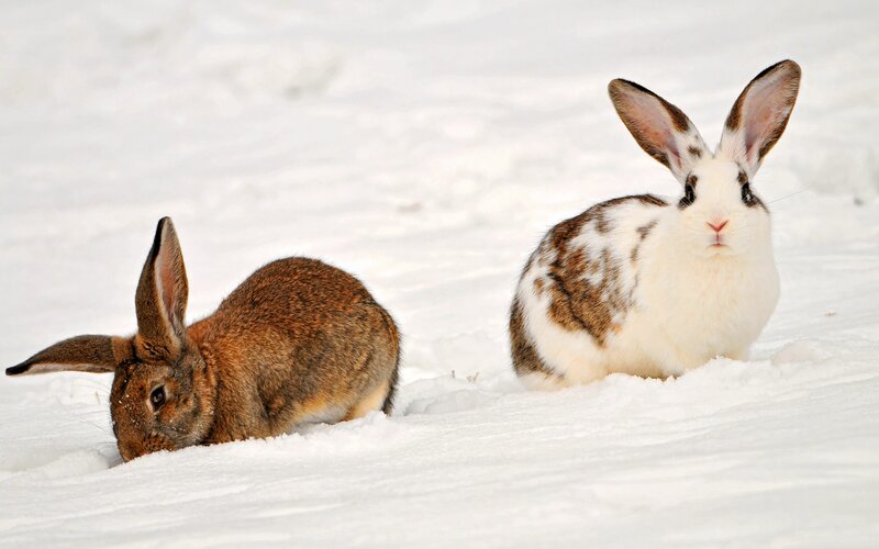 Two rabbits in the snow