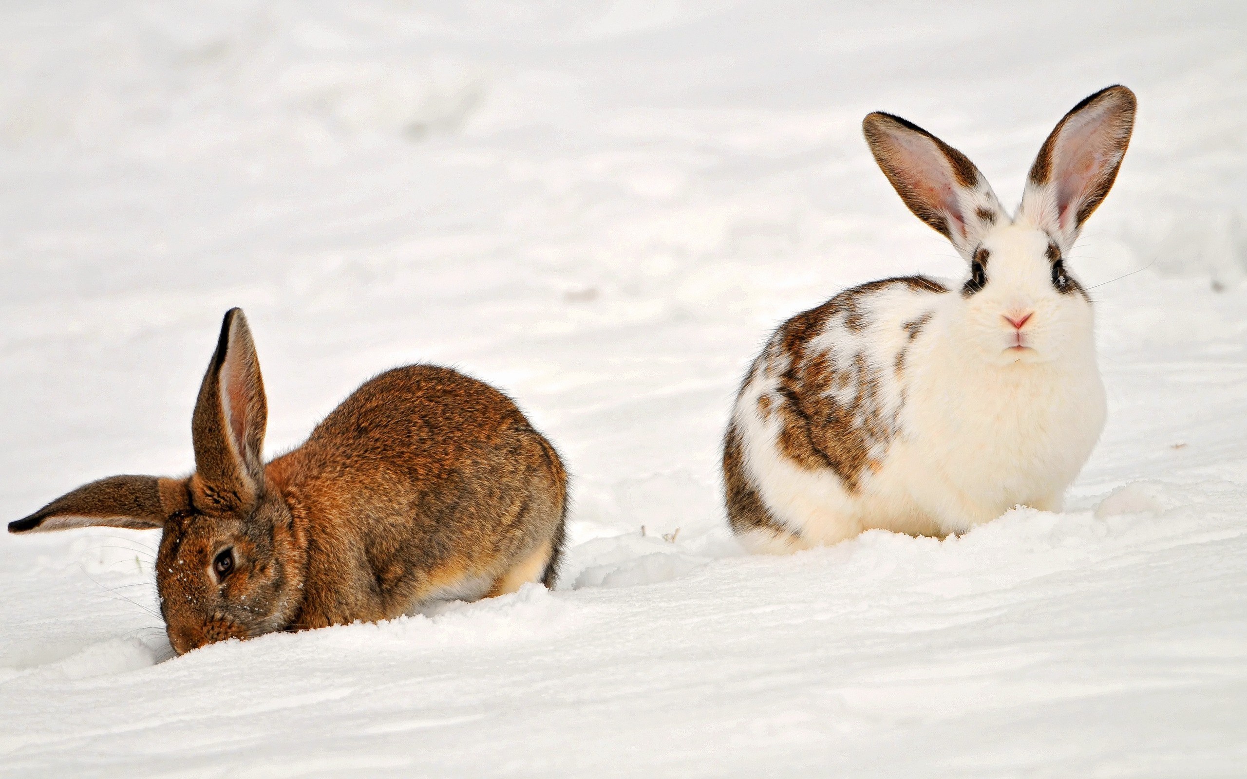 Two rabbits in the snow