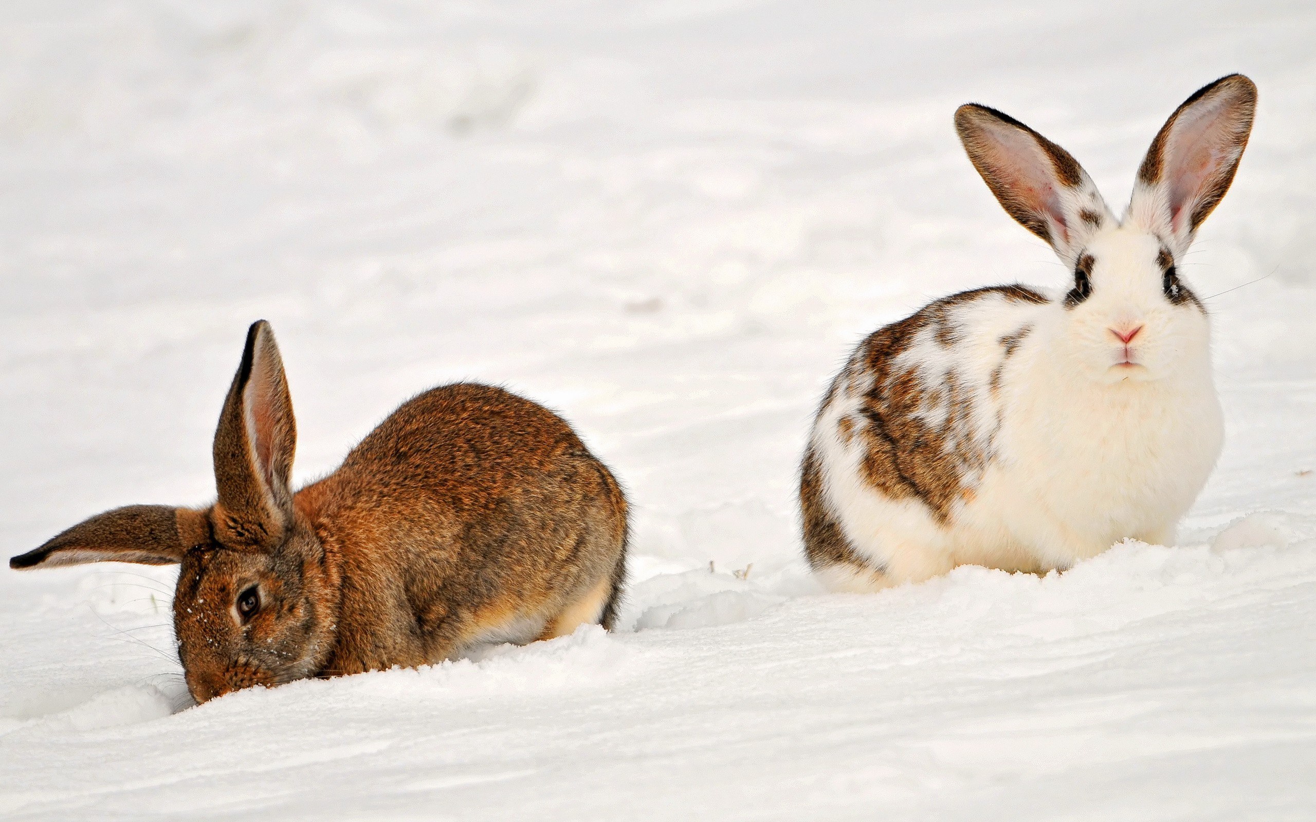 Two rabbits in the snow