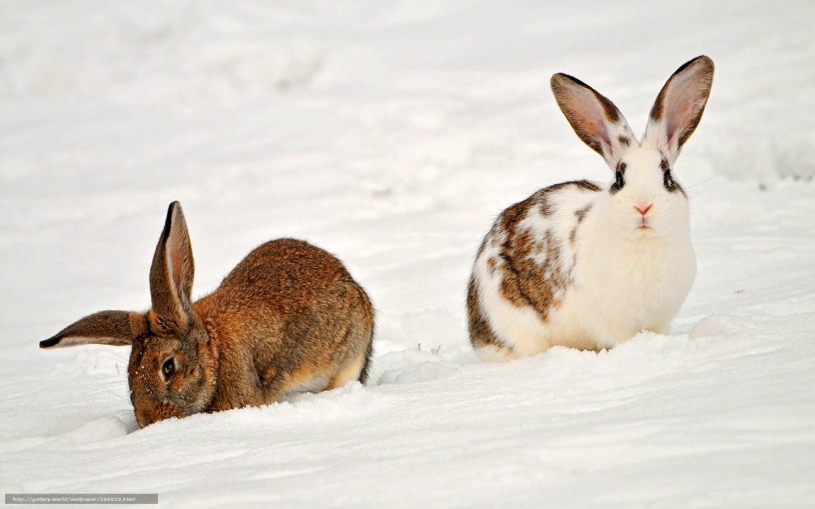 Two rabbits in the snow