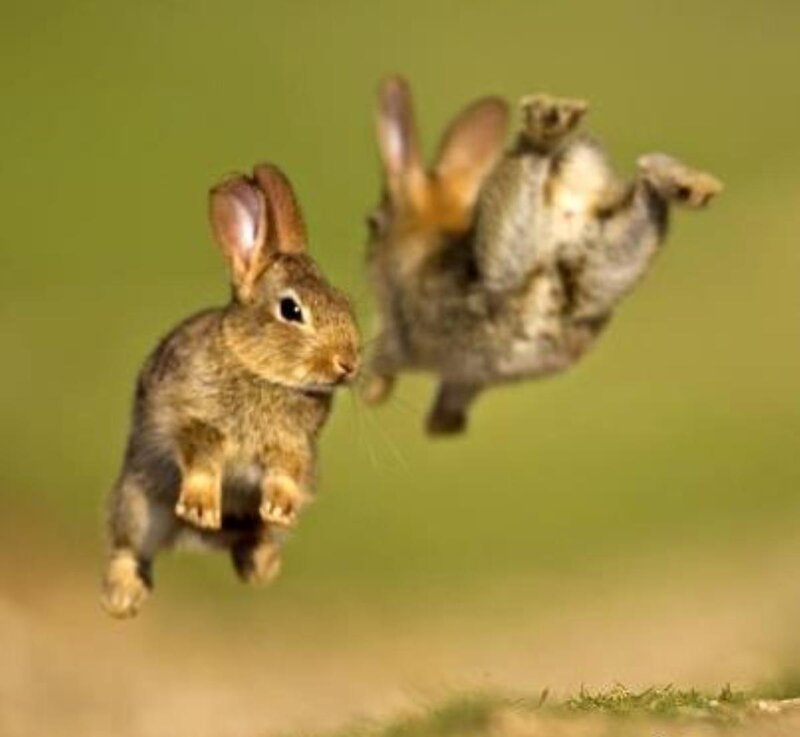 Two Rabbits Jumping