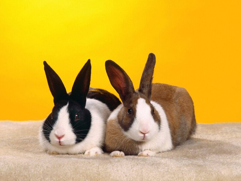 Two Rabbits Lying Down