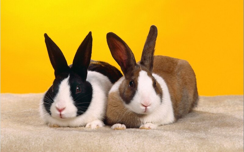 Two Rabbits Lying