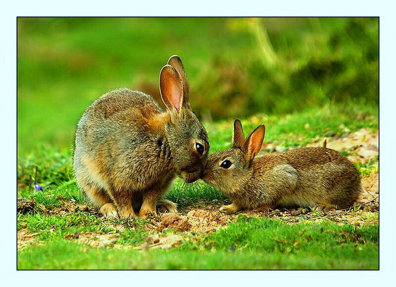Two Rabbits Nuzzling