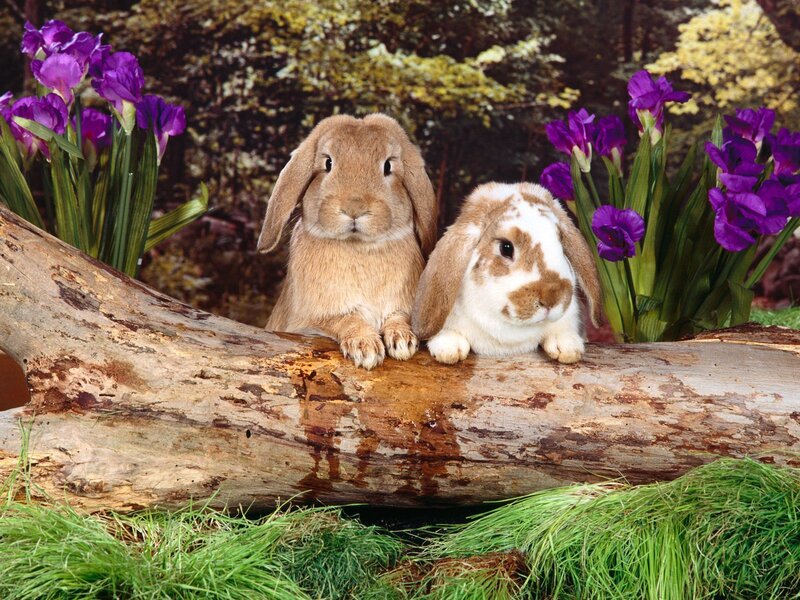 Two rabbits on a log