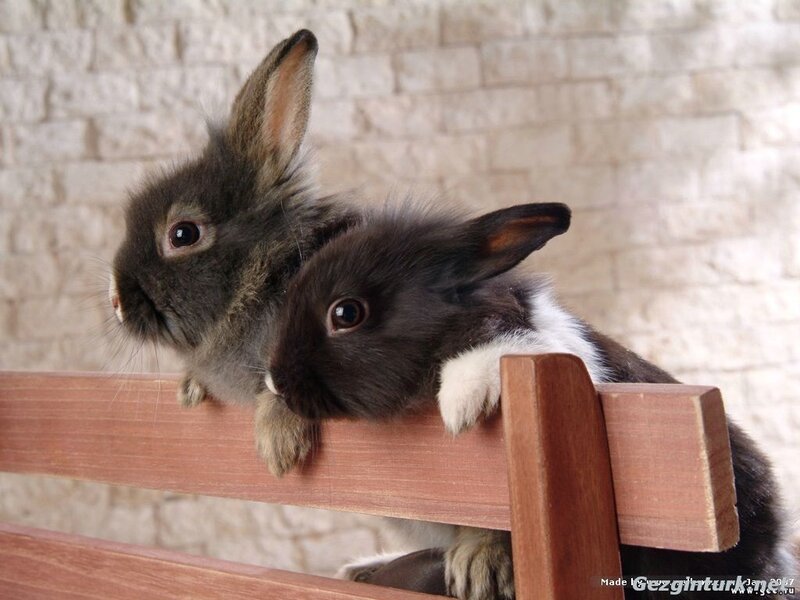 Two Rabbits on Bench