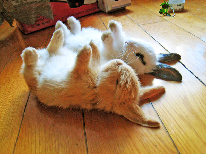 Two Rabbits on Floor
