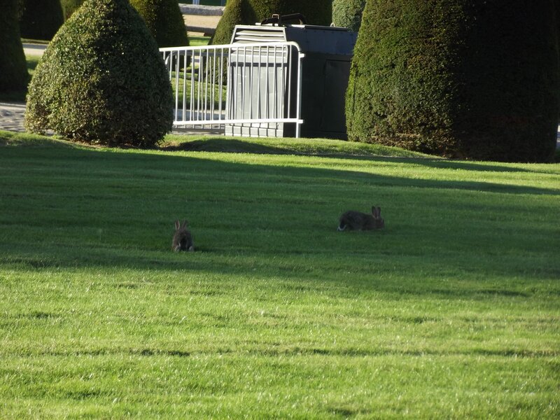 Two Rabbits on Grass — Green, Serene