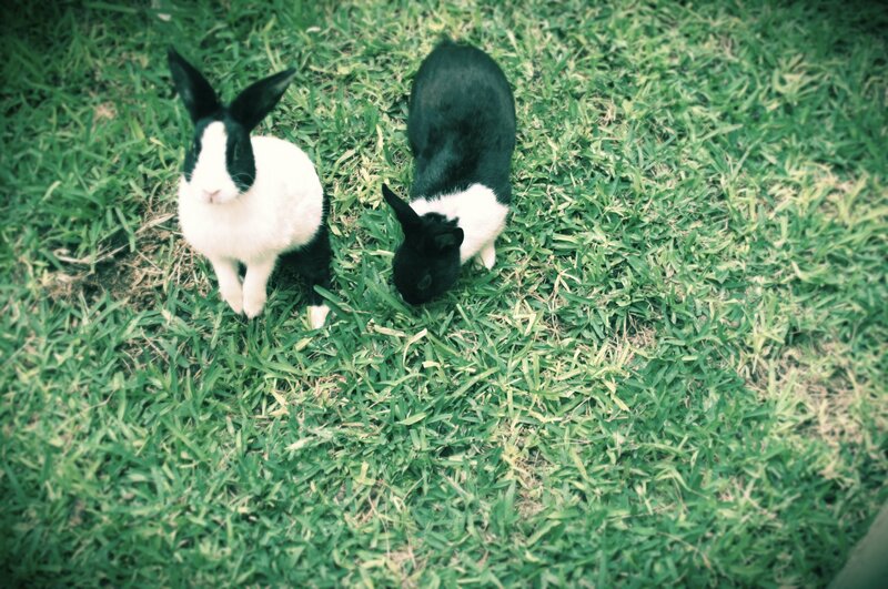 Two rabbits on grass