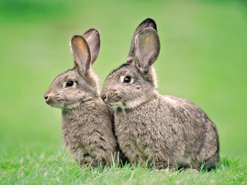 Two rabbits on green grass