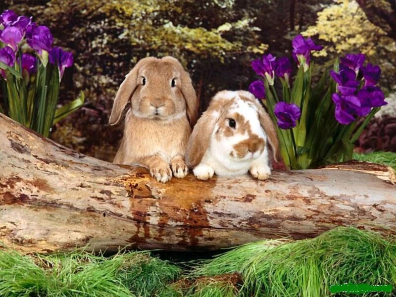 Two Rabbits on Log