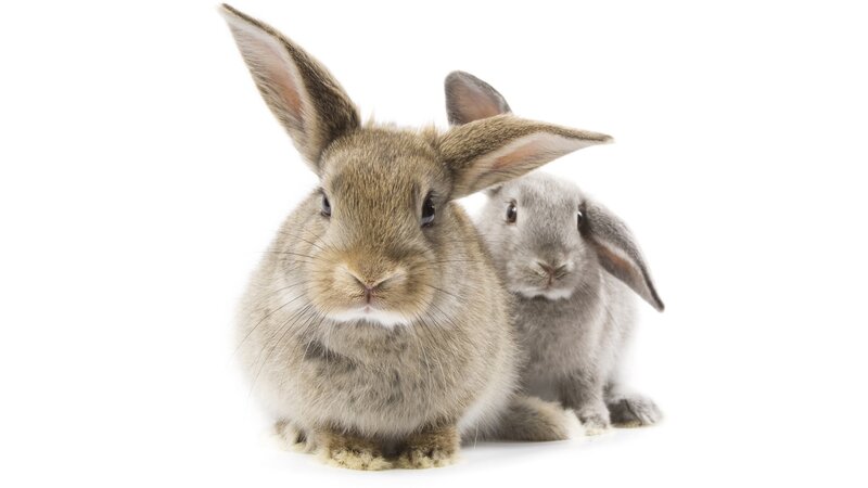 two rabbits on white background