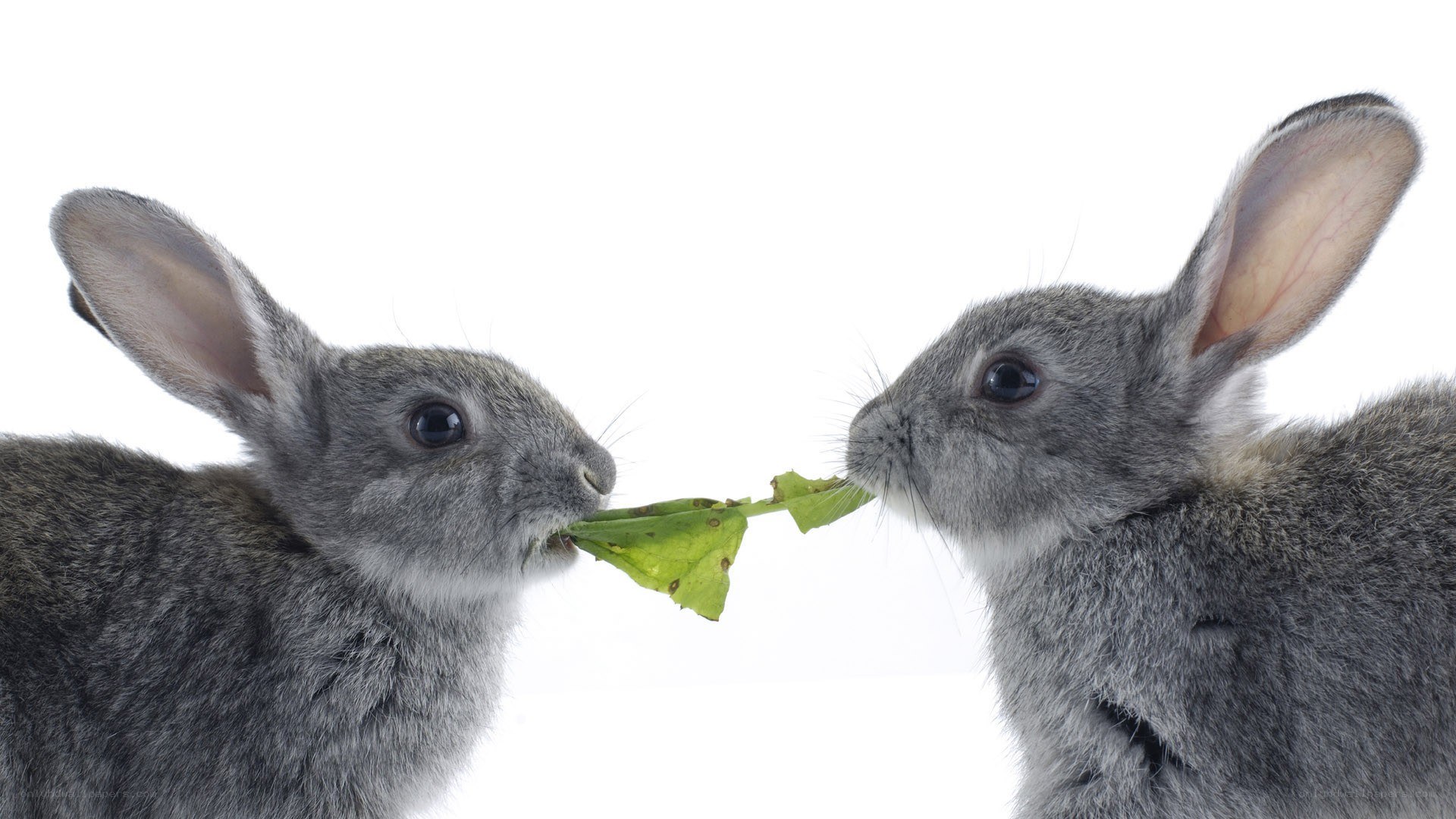 two rabbits sharing a leaf