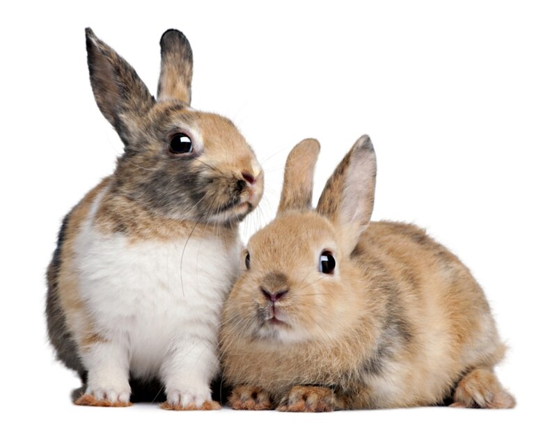 Two Rabbits Sitting — Brown