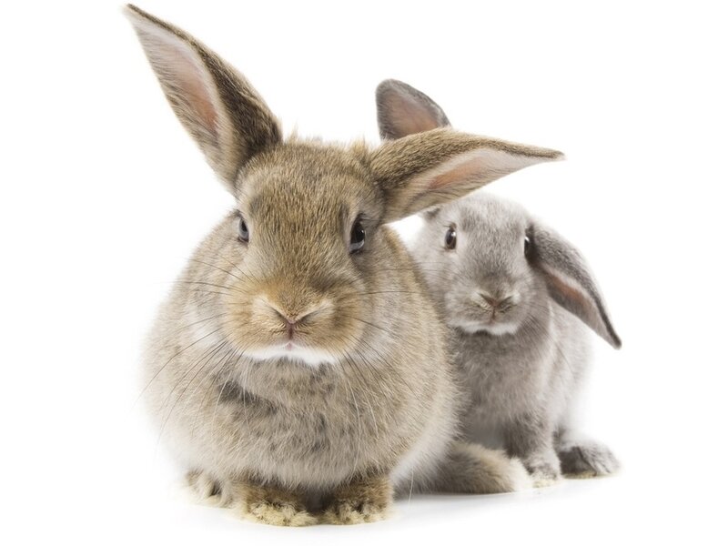 Two Rabbits Sitting
