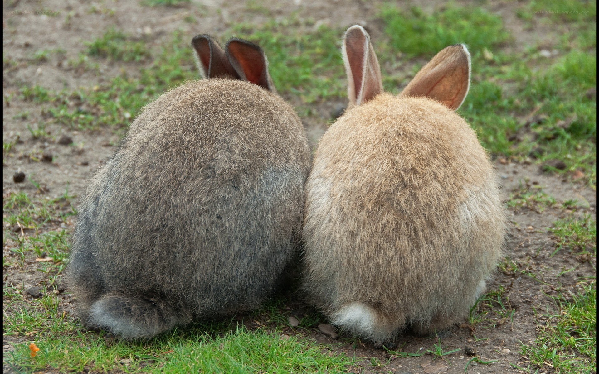 two rabbits sitting together