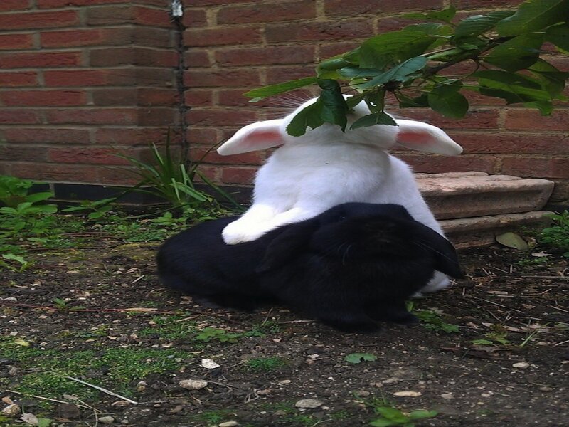 Two Rabbits Sitting — White