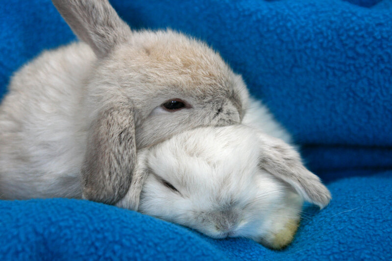 Two Rabbits Sleeping — Blue, Peaceful