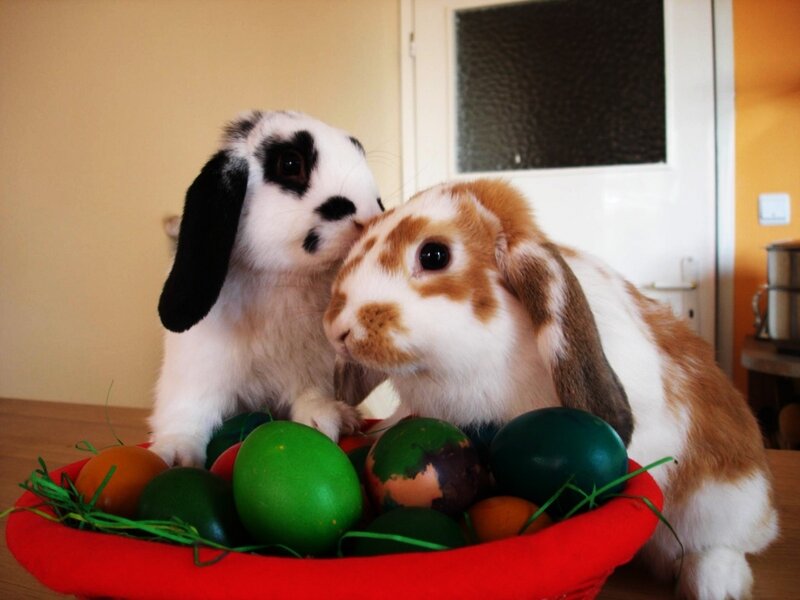 Two rabbits with Easter eggs