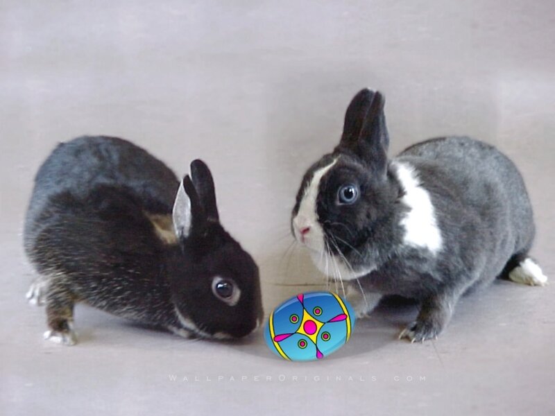 Two Rabbits with Egg