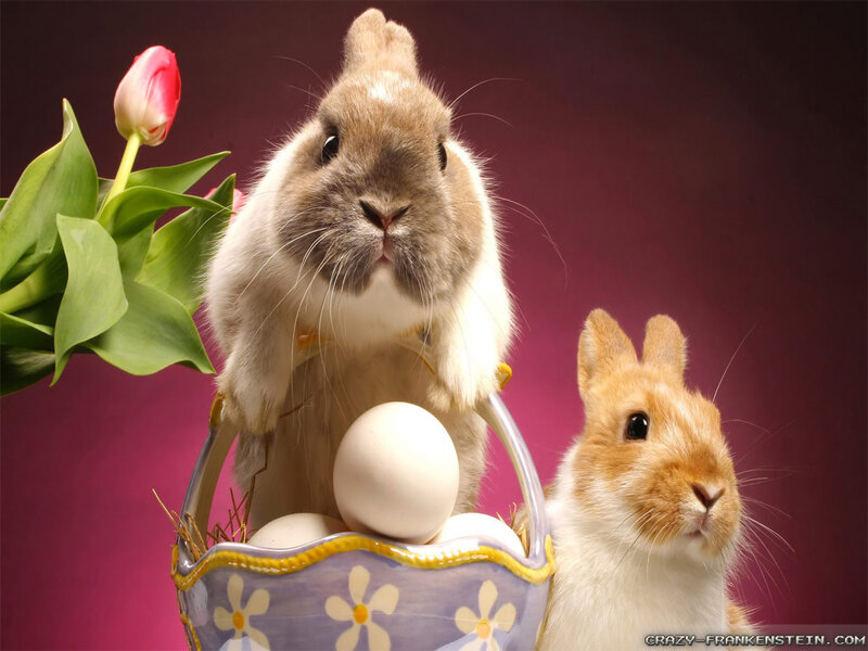 Two Rabbits with Eggs — Purple