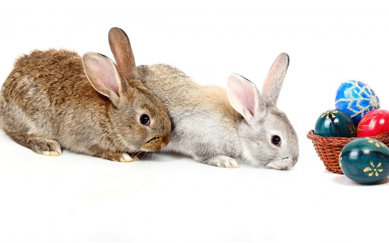 Two Rabbits with Eggs — White, Calm