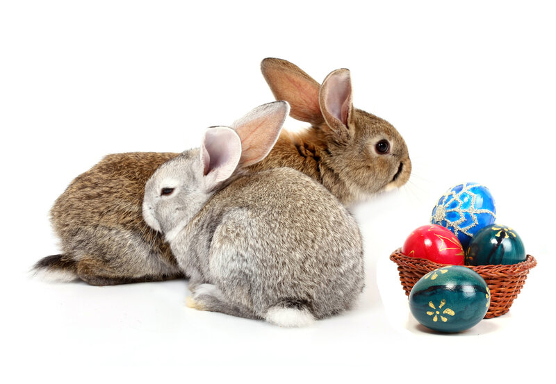 Two Rabbits with Eggs — White