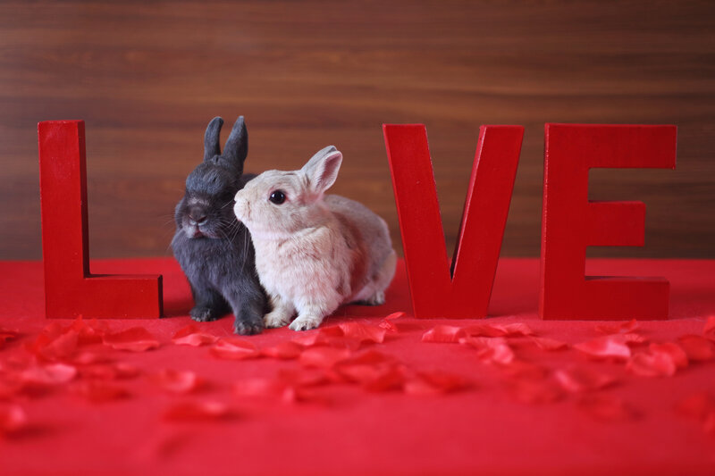 Two Rabbits with Letters