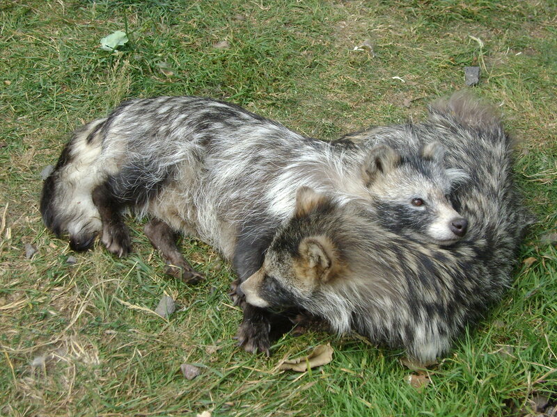 Two Raccoon Dogs