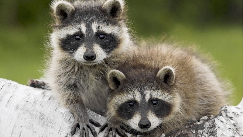 Two Raccoon Kits — Brown, Calm, Photograph