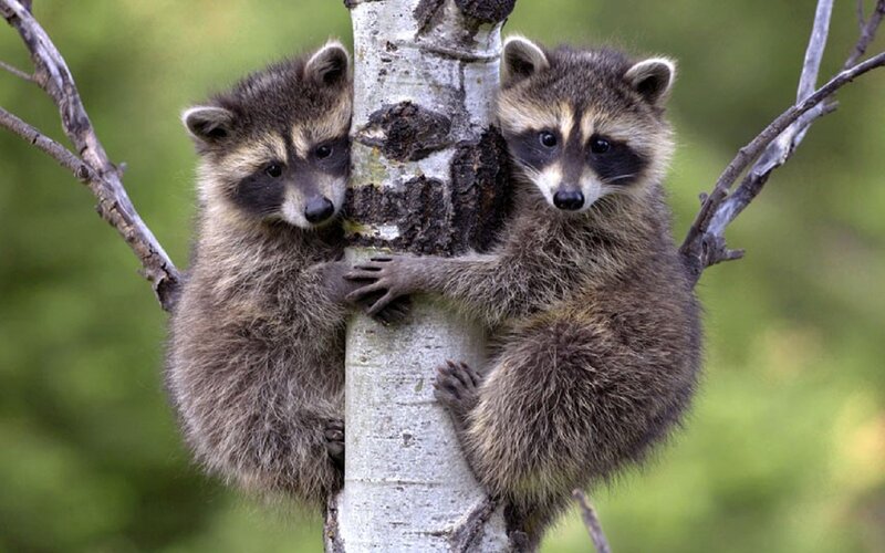 Two Raccoon Kits — Brown, Calm