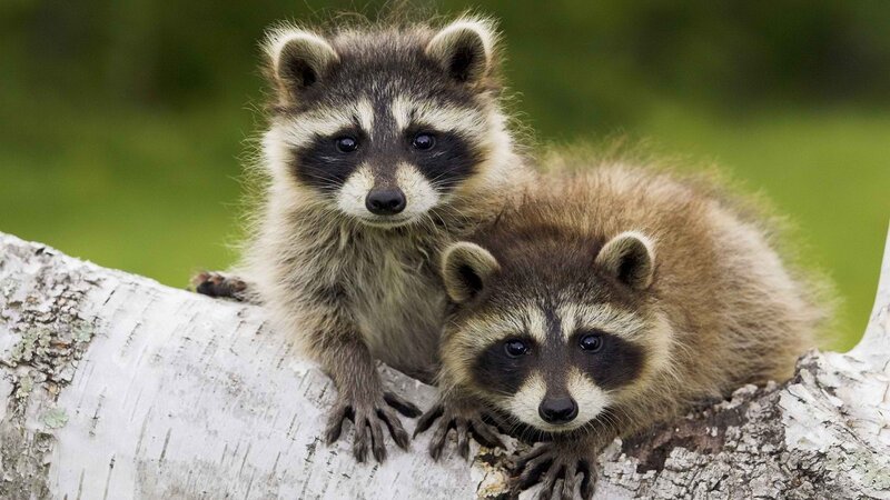 Two Raccoon Kits — Brown, Curious, Afternoon, Photograph, Tree Branch, Forest, White