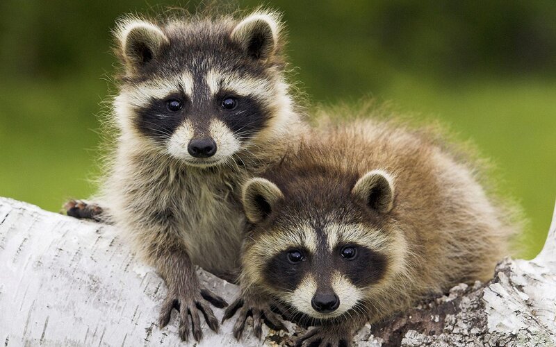 Two Raccoon Kits — Brown, Curious, Photograph