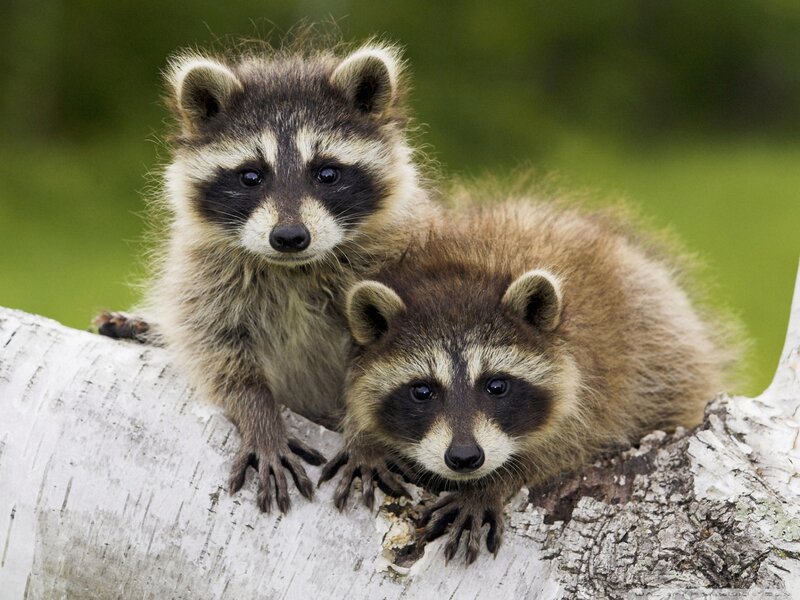Two Raccoon Kits — Brown, Curious, Photograph, Tree Branch