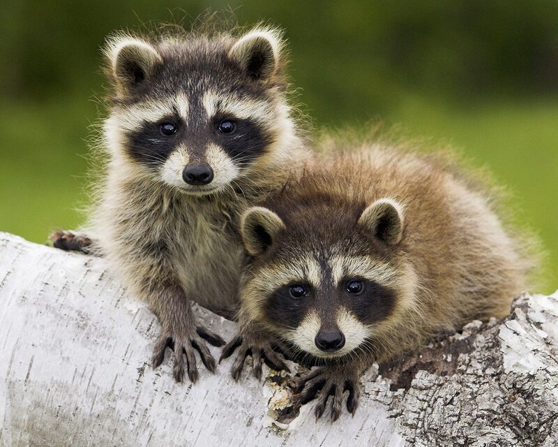 Two Raccoon Kits — Brown, Curious