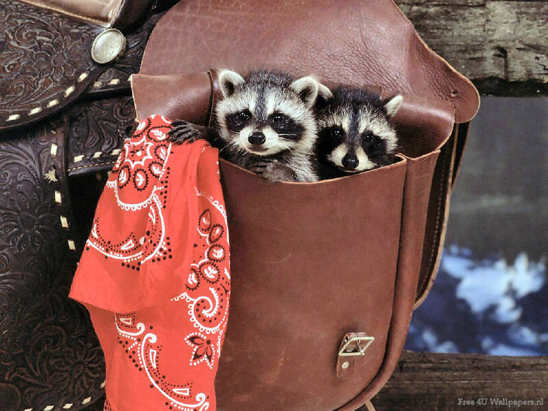 Two Raccoon Kits — Brown, Cute
