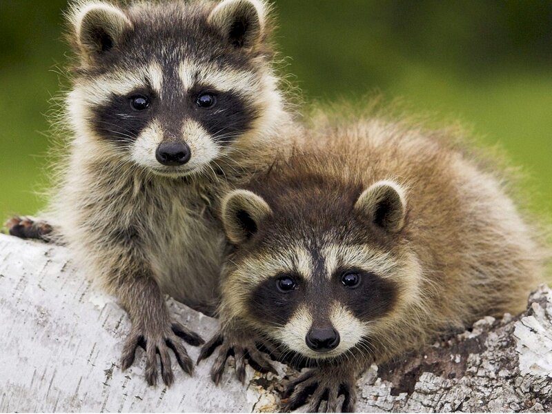 Two Raccoon Kits — Brown